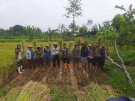 Pengubinan Padi Inpari 49 Kelompok Tani Nogosari 3